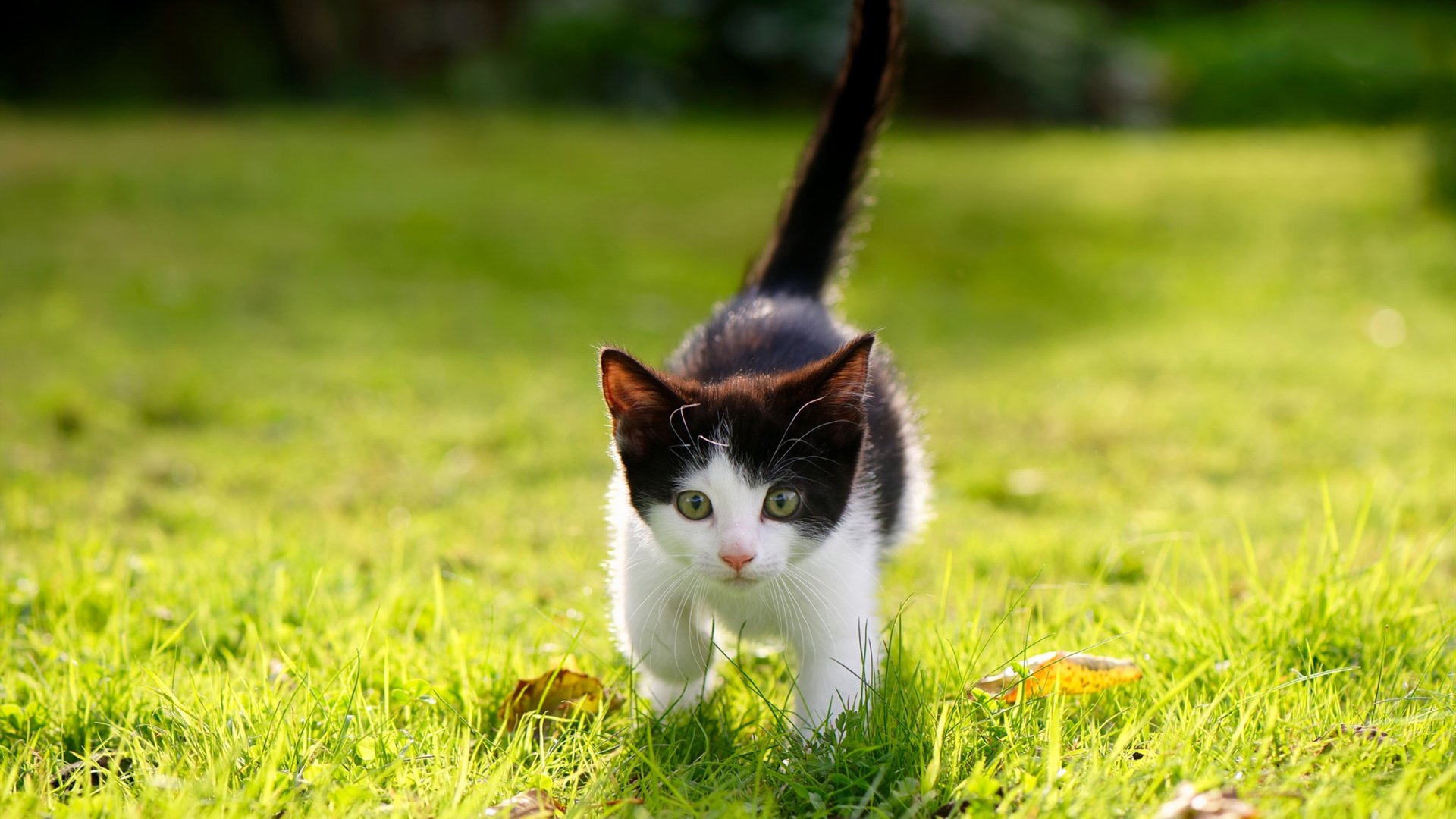 LOL英雄联盟赛事指南-舞台越大，越强！广东队正面击溃浙江队，欧文式关键先生主宰赛场